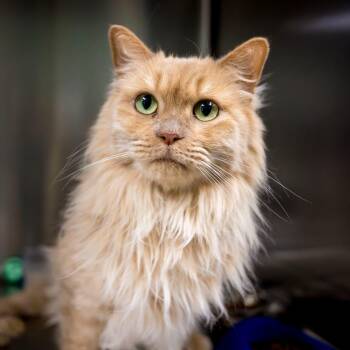 MARLENE -  Maine Coon Cat for Adoption in Joshua Tree, California - MARLENE | PetCurious