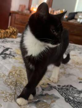 Morticia -  Domestic Short Hair Cat for Adoption in Stockbridge, Georgia - Morticia | PetCurious