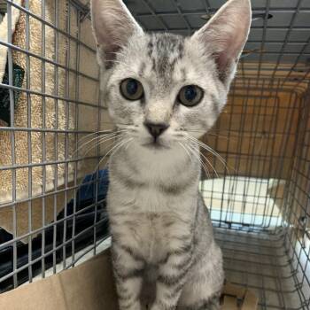 Almond Joy -  Domestic Short Hair Cat for Adoption in Pasadena, California - Almond Joy | PetCurious
