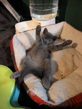 Post-It -  Domestic Short Hair Cat for Adoption in West Mifflin, Pennsylvania - Post-It | PetCurious