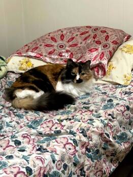 Kiki -  Calico Cat for Adoption in Mobile, Alabama - Kiki | PetCurious