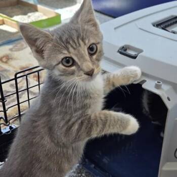 Prince Naveen -  Domestic Short Hair Cat for Adoption in Voorhees Township, New Jersey - Prince Naveen | PetCurious