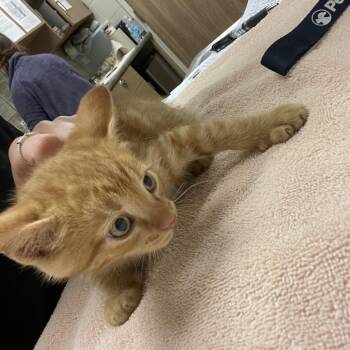 Jones -  Domestic Short Hair Cat for Adoption in Bristol, Indiana - Jones | PetCurious