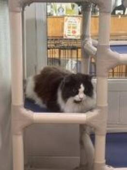 Gypsy -  Domestic Long Hair Cat for Adoption in Potsdam, New York - Gypsy | PetCurious