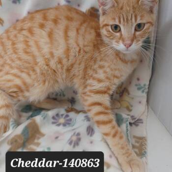 Domestic Short Hair Cats Available for Adoption in New Tazewell, Tennessee - Cheddar | PetCurious