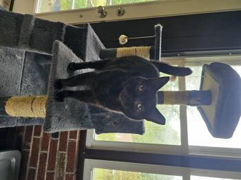 Rescue Domestic Short Hair Cats for Adoption in Greensburg, Pennsylvania - Hershey | PetCurious
