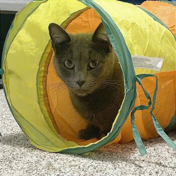 Rescue Domestic Short Hair Cats for Adoption in Wichita, Kansas - Lady Grey | PetCurious