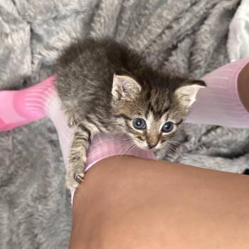 Zappa 17 -  Domestic Short Hair Cat for Adoption in Austin, Texas - Zappa 17 | PetCurious