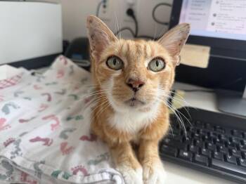 Domonic -  Domestic Short Hair Cat for Adoption in Berkeley, California - Domonic | PetCurious