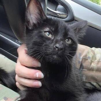 Domestic Short Hair Cats Available for Adoption in Belleville, Illinois - Teriyaki | PetCurious