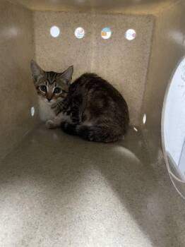 CHERRY -  Domestic Short Hair Cat for Adoption in Tallahassee, Florida - CHERRY | PetCurious