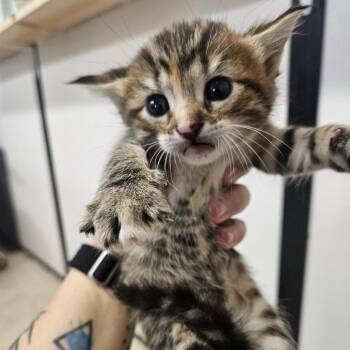 American Shorthair Cats Available for Adoption in Lake Jackson, Texas - Meeny | PetCurious