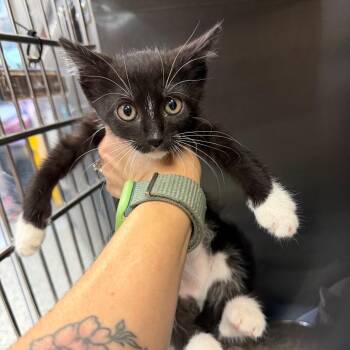 Ursa Major -  Domestic Short Hair Cat for Adoption in Port Charlotte, Florida - Ursa Major | PetCurious