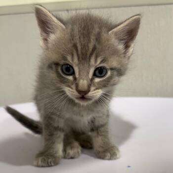 Wonton -  Domestic Short Hair Cat for Adoption in Tampa, Florida - Wonton | PetCurious