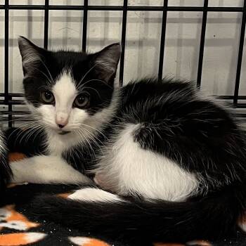 Rescue Domestic Short Hair Cats for Adoption in Durham, North Carolina - Alia | PetCurious