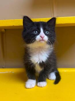 Tato -  Domestic Medium Hair Cat for Adoption in Maryville, Missouri - Tato | PetCurious