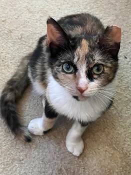 Amanda -  Domestic Short Hair Cat for Adoption - Amanda | PetCurious