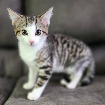 Domestic Short Hair Cats Available for Adoption in Centerville, Tennessee - Tonka | PetCurious