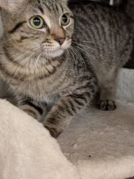 Kerrygold -  Domestic Short Hair Cat for Adoption in Tucson, Arizona - Kerrygold | PetCurious
