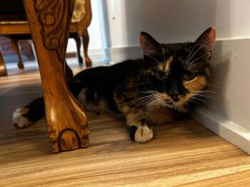 Wilma in foster -  Domestic Short Hair Cat for Adoption in Danielsville, Georgia - Wilma In Foster | PetCurious