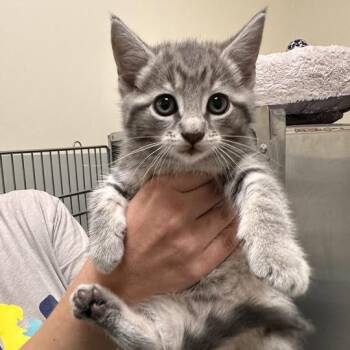 Starboard -  Domestic Short Hair Cat for Adoption - Starboard | PetCurious