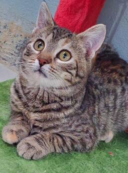 Domestic Short Hair Cats Available for Adoption - Bianca Rose | PetCurious