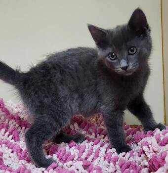 Domestic Short Hair Cats Available for Adoption - Julia | PetCurious