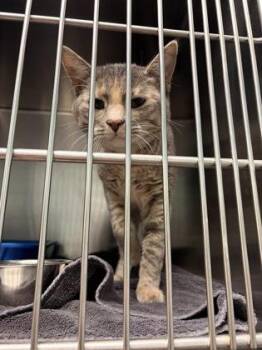 Nesta -  Domestic Short Hair Cat for Adoption in Fishers, Indiana - Nesta | PetCurious
