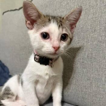 Respect -  Domestic Short Hair Cat for Adoption in San Antonio, Texas - Respect | PetCurious
