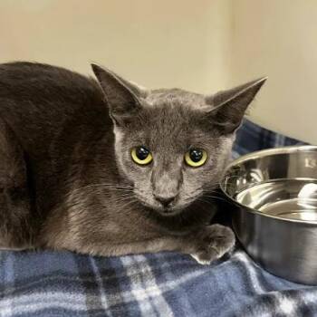 Stokey-C -  Domestic Short Hair Cat for Adoption in East St. Louis, Illinois - Stokey-C | PetCurious