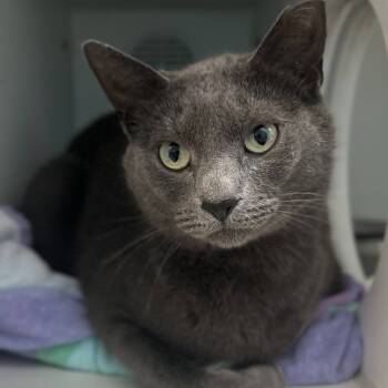 Rescue Domestic Short Hair Cats for Adoption in Philadelphia, Pennsylvania - Tommy | PetCurious
