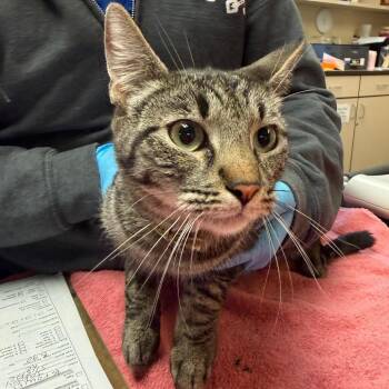 Domestic Short Hair Cats Available for Adoption in Flagstaff, Arizona - Milo | PetCurious