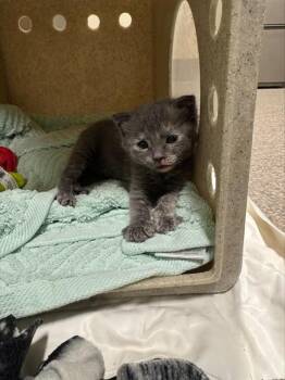 LILY -  Domestic Short Hair Cat for Adoption in Louisville, Kentucky - LILY | PetCurious