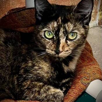 Queen -  Domestic Short Hair Cat for Adoption in New York, New York - Queen | PetCurious