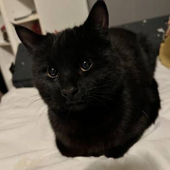 Domestic Short Hair Cats Available for Adoption in Denver, Colorado - Jet | PetCurious