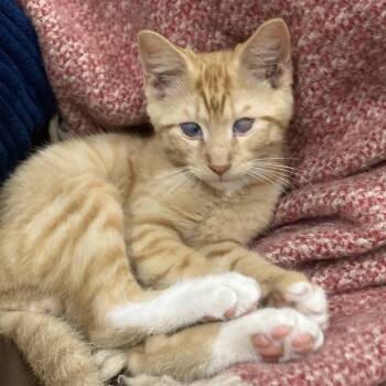 Rescue Domestic Short Hair Cats for Adoption in Philadelphia, Pennsylvania - Wiley | PetCurious