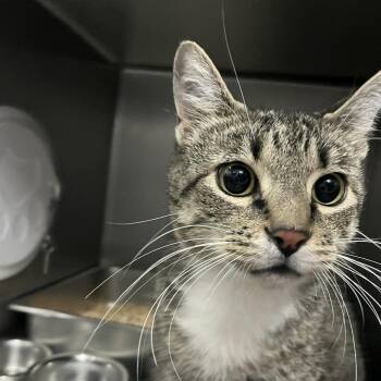 Winston -  Domestic Short Hair Cat for Adoption in Idaho Falls, Idaho - Winston | PetCurious