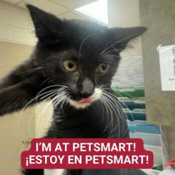 Rescue Domestic Short Hair Cats for Adoption in Carrollton, Texas - Socks | PetCurious