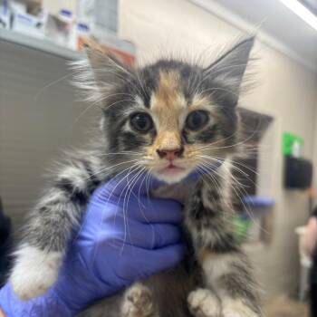 Swirl -  Domestic Medium Hair Cat for Adoption in Clanton, Alabama - Swirl | PetCurious