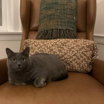 Angie -  Domestic Short Hair Cat for Adoption in Chicago, Illinois - Angie | PetCurious