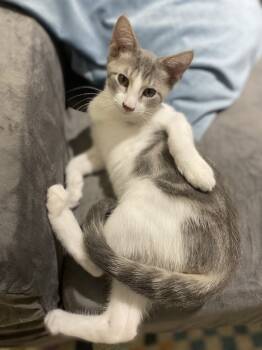 Rescue Domestic Short Hair Cats for Adoption in Chicago, Illinois - Roscoe | PetCurious