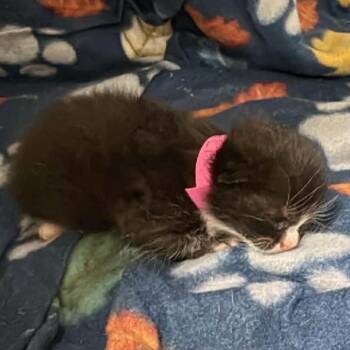 Kelcie -  Domestic Short Hair Cat for Adoption in Morristown, Vermont - Kelcie | PetCurious