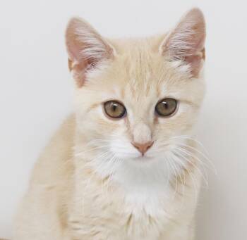 Waffles is wonderful wonderful wonderful - loves his bff Velveet -  Tabby Cat for Adoption in Bedford Hills, New York - Waffles Is Wonderful Wonderful Wonderful - Loves His Bff Velveet | PetCurious