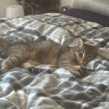 Domestic Short Hair Cats Available for Adoption - Lilyanna | PetCurious