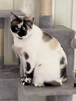 Siamese and Ragdoll Cats Available for Adoption in San Jose, California - Philomena | PetCurious