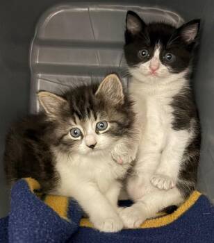 Glinda -  Domestic Long Hair Cat for Adoption in Park Row, Texas - Glinda | PetCurious