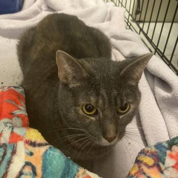 Mochi -  Domestic Short Hair Cat for Adoption in Springfield, Illinois - Mochi | PetCurious