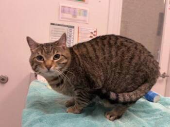Maggie Moo -  Domestic Short Hair Cat for Adoption in Kansas City, Missouri - Maggie Moo | PetCurious