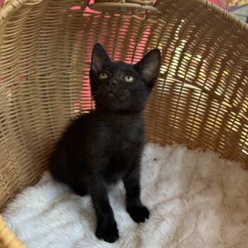 Rescue Domestic Short Hair Cats for Adoption in Boca Raton, Florida - Donner | PetCurious