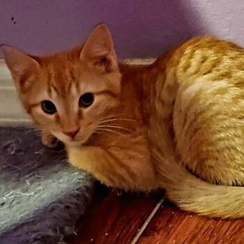 Domestic Short Hair Cats Available for Adoption - Archie | PetCurious